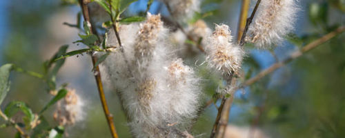 How to get rid of an allergy to poplar fluff