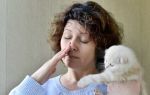 Аллергия на кошек: правда и вымысел