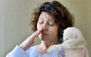 Аллергия на кошек: правда и вымысел