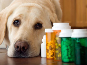 лечение аллергии на собак