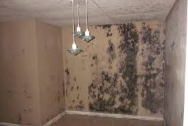грибок на стенах квартиры